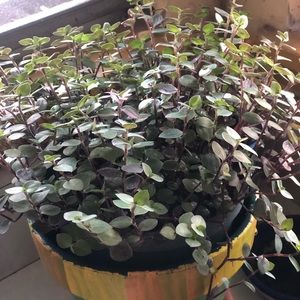 Meet your Posher, Danette